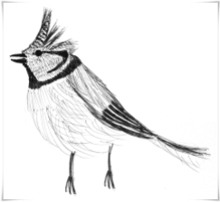 crested tit
